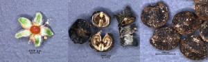 תמונה 1. פרח, הלקט בשלושה היבטים וזרעים של זליה מחומשת (משמאל לימין). צילם: ארז רחמים ©