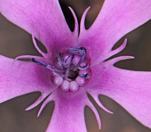 silene aegyptiaca oz