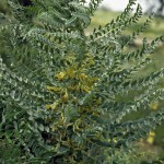 astragalus 7a shmida