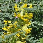 astragalus 7b lior