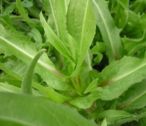 עולש מצוי. שיר ורד © OLYMPUS DIGITAL CAMERA