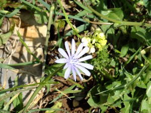 עולש מצוי. שיר ורד © A2