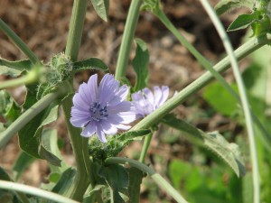 עולש מצוי. שיר ורד © A4