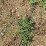 עולש מצוי. שיר ורד © A5