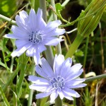 עולש מצוי. שיר ורד © A6