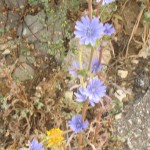 עולש מצוי. שיר ורד © A7