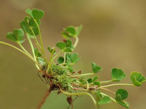 Trifolium suffocatum 2 lior