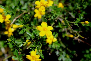 jasminum 2 eitan