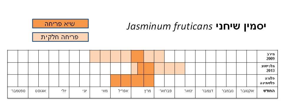 jasminum