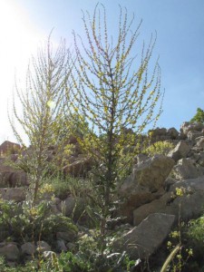 verbascum eitan