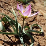 tulipa 1 erga (2)