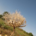 היפוכריס נדיר - זרעים סיקו