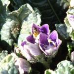 דודא רפואי שיר ורד 7