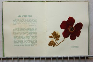 הכלנית, Lily of the Field פרחים מיובשים 10