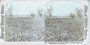 תצלום סטראוסקופי של אזור לוד מכוסה כלניות פרחים מיובשים 11א