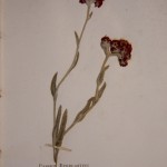 דם המכבים: Passion Everlasting פרחים מיובשים 12