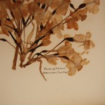 הנרקיס: Rose of Sharon פרחים מיובשים 16