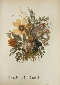 דף מתוך אלבום פרחים מיובשים פרחים מיובשים 2