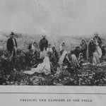 ייבוש הפרחים בשדה פרחים מיובשים 7