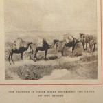 הובלת הפרחים המיובשים מהשדה אל הנמל פרחים מיובשים 9