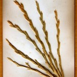 ייבוש של זון פרחים מיובשים זון