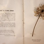 שפרירה קשקשנית: Madonna Flower פרחים מיובשים שפרירה 13