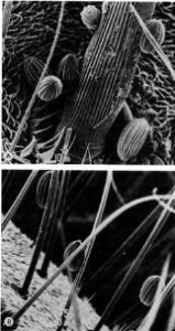 אבקה של שרביטן ריסני הנישאת על גוף הזבוב Lucilia caesar. מתוך: (Meeuse et. al., 1990)