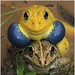 זכר צפרדע צבעוני ומזמר בשלפוחיות הלחיים מזדווג עם נקבה קריפטית צילם: רודיגר פרסה ©