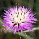 דרדר גדול-פרחים . צילמה: ערגה אלוני ©