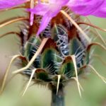 דרדר גדול-פרחים . צילמה: ערגה אלוני ©