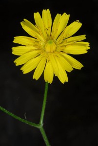 ניסנית ארץ-ישראלית. צילם: אורי פרגמן-ספיר ©