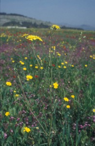 ניסנית ארץ-ישראלית. צילם: אורי פרגמן-ספיר ©