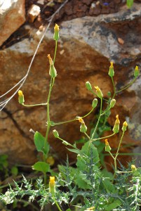 ניסנית ארץ-ישראלית. צילם: אורי פרגמן-ספיר ©