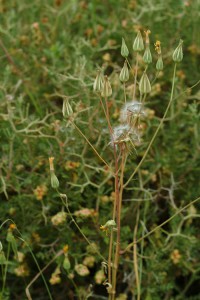 ניסנית ארץ-ישראלית. צילם: אורי פרגמן-ספיר ©