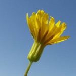 ניסנית ארץ-ישראלית. צילם: ישי שמידוב ©