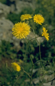 ניסנית ארץ-ישראלית. צילם: אורי פרגמן-ספיר ©