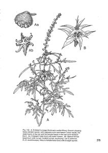 אמברוסיה מכונסת Ambrosia confertilfora