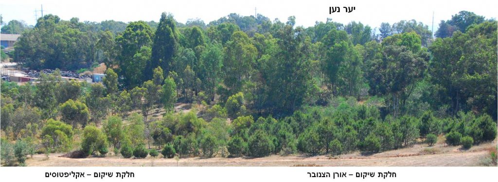 יער נען ושטח השיקום ממזרח לסתריה. צילמה: סימה קגן ©