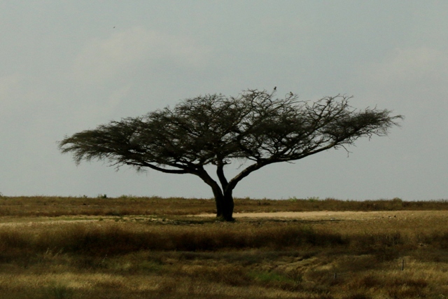 השיטה הסלילנית Acacia raddiana המפורסמת של תל שרוחן יָבְשה ומתה - כלנית