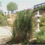 הגן הבוטני גן וואהל לוורדים בירושלים. ארכיון הגן