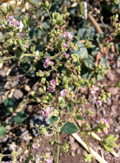בורהביה זוחלת – מציאה ראשונה בגליל התחתון ומשמעותה - כלנית