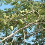 עץ כלאים של ינבוט אמריקאי זר בעל פירות "כדוריים". צילם: בני שלמון ©