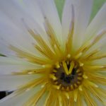 נימפאה תכולה - דבורים מתות במרכז הפרח. צילם: אבי שמידע ©