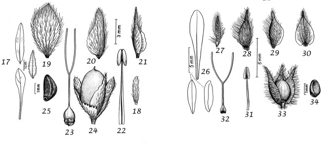 תמונה 7. ציור אברי הצמח של חבלבל מדברי (מצד שמאל: מס' 17-25) ושל חבלבל שרוע (מצד ימין: מס' 26-34) מתוך המונוגרפיה על הסוג (Wood et al., 2015).