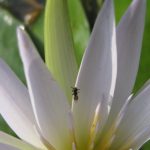 נימפאה תכולה - דבורי חריצית בפרח. צילם: אבי שמידע ©