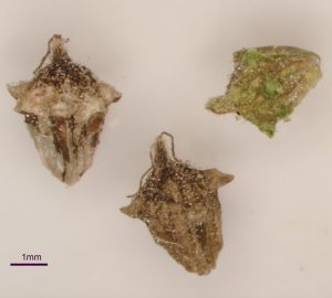 זרע אמברוסיה חשופת-שיבולת, צלמה יפעת יאיר ©