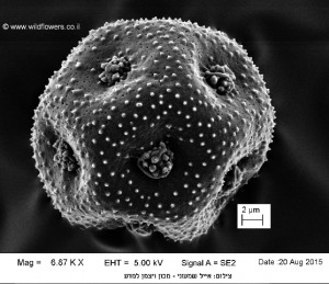 גרגרי אבקה של כוכבית מצויה. צילם: אייל שמעוני ©, באדיבות אתר צמח השדה ©