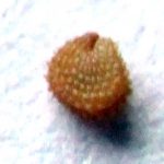 זרע מהלקט של כוכבית חיוורת. צילמה: ערגה אלוני ©