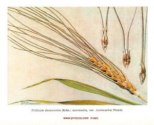 זן של חיטת הבר מתוך הספר "צמח מערב הירדן", ציורים מאת בּובֶר (Beauverd ) תרומתו המדעית של אהרנסון