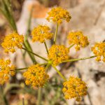 אגורה מדברית. צילמה: חוה להב ©